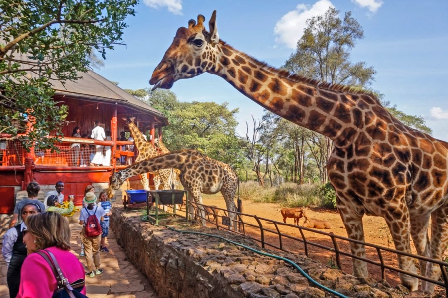 giraffe-centre-nairobi - Alya